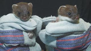 Young stoats