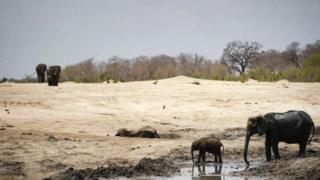 Al'amarin ya faru ne kusa da gandun daji na Zimbabwe