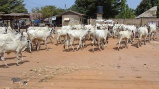 Najeriya na fama da Rikicin makiyaya da manoma da matsalar satar shanu