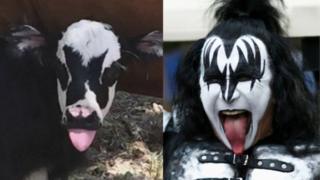 Genie ismi verilen hayvan ile grubun solisti Gene Simmons