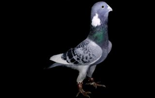 A pigeon, known as Zirhli, with an approximate market value of 1000 Turkish Lira
