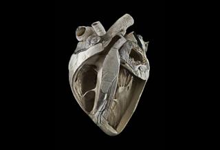 Cow heart - Michael Frank, Royal Veterinary College