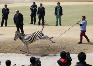 獣医がシマウマに麻酔の吹き矢を撃った(23日)