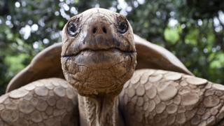 Turtle