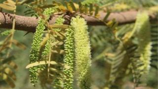 গাছ