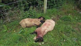 Dead sheep which were attacked in field