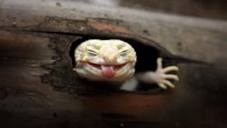 Wildlife photograph of a gecko by Muhammad Roem