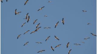 A flock of storks