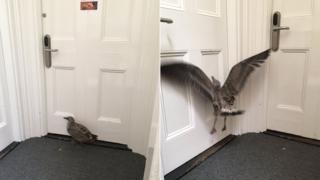 The bird in the Ipswich Police Station