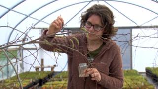 Hand pollinating aspen catkins
