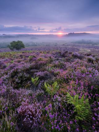Purple heather in a misty landscape