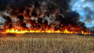 Grass fire