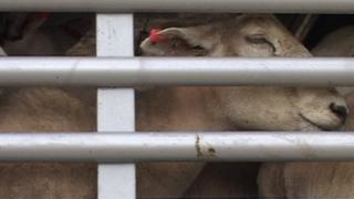 Sheep on a lorry