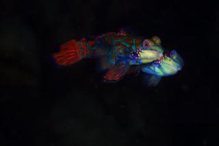 Mandarin dragonet mating off the Wakatobi Islands, Sulawesi, Indonesia