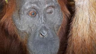 Orangutan