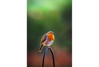 You Lookin' at Me? - Nicola Munro / www.igpoty.com