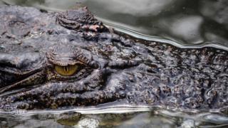 partially submerged crocodile