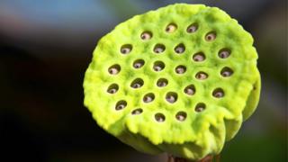 Flor de loto
