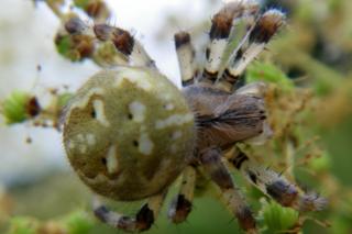 Four-spotted orbweb