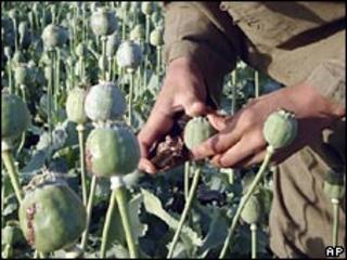 A man in an opium poppy field in Helmand province, Afghanistan. File photo