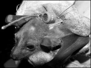 Fruit bat wearing backpack, IOP Publishing's Bioinspiration & Biomimetics