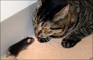 Mouse and cat (AP)
