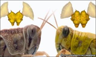 Solitarious (left) and gregarious locusts