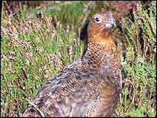 Grouse