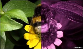 Bumblebee (Bombus terrestris terrestris) worker photographed in visible (left) and ultraviolet (right) light