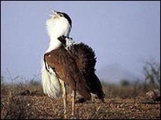 Great Indian bustard