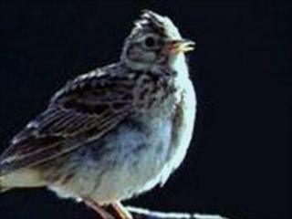 Skylark