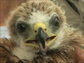 Red Kite chick