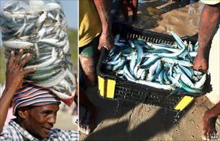 Sardine fishermen in previous years on beaches in Durban