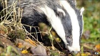 A badger