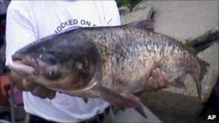 An Asian carp