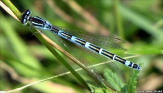 Dainty damselfly