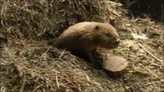 Female beaver