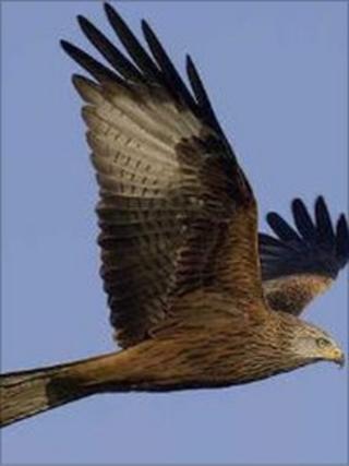 Red kite