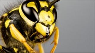 Wasp close-up