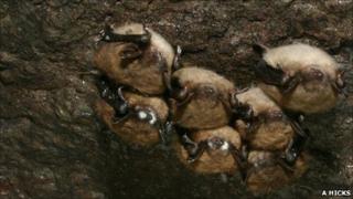Hibernating little brown bats affected by white-nose syndrome (Image: Alan Hicks)