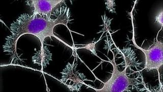 Neurons