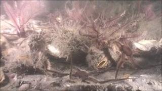 Horse mussels