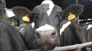 A dairy cow (generic)
