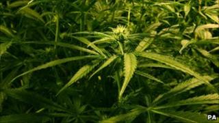 generic cannabis factory
