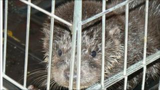 The otter courtesy of Sheila Manisier