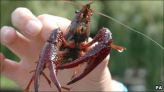Red swamp crayfish