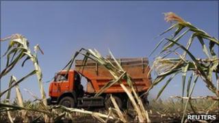 An employee drives a truck as he harvests maize in Russia