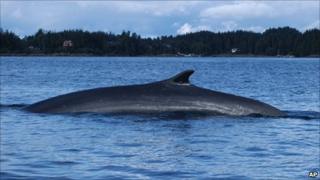 A fin whale swims in Sitka Sound Thursday, September. 16, 2004 in Sitka, Alaska