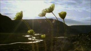 Plants in cold climate (On Ellesmere Island)