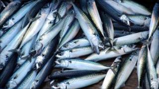 Mackerel